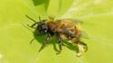 Andrena fulva (Tawny Mining Bee).jpg